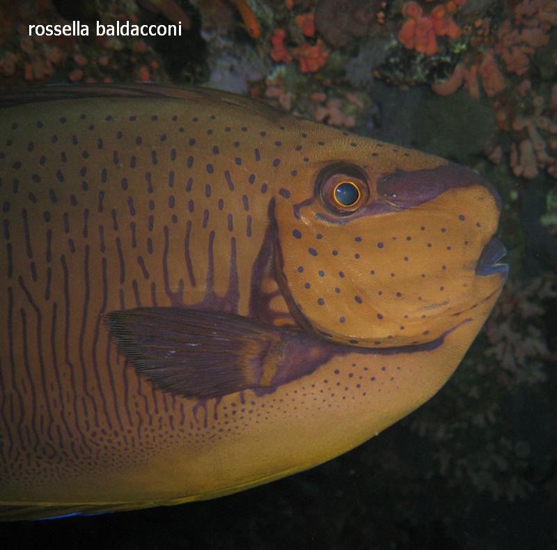 Maldive (atolli di Male Nord e Male Sud)